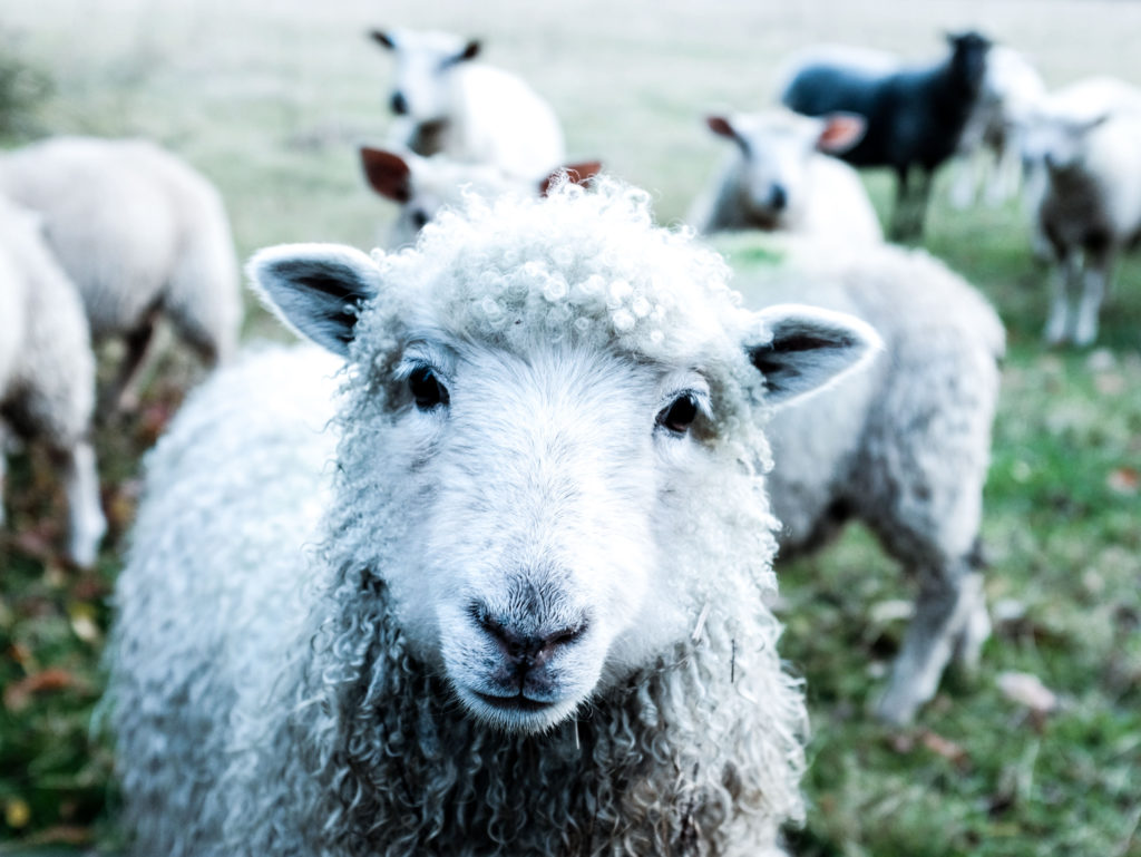 Nachhaltige-Ökologische-Wolle-Zertifikate